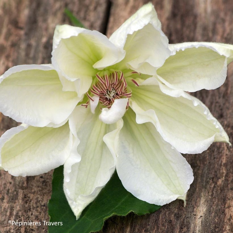 Clématite - Clematis Mrs. Georges Jackman (Floraison)