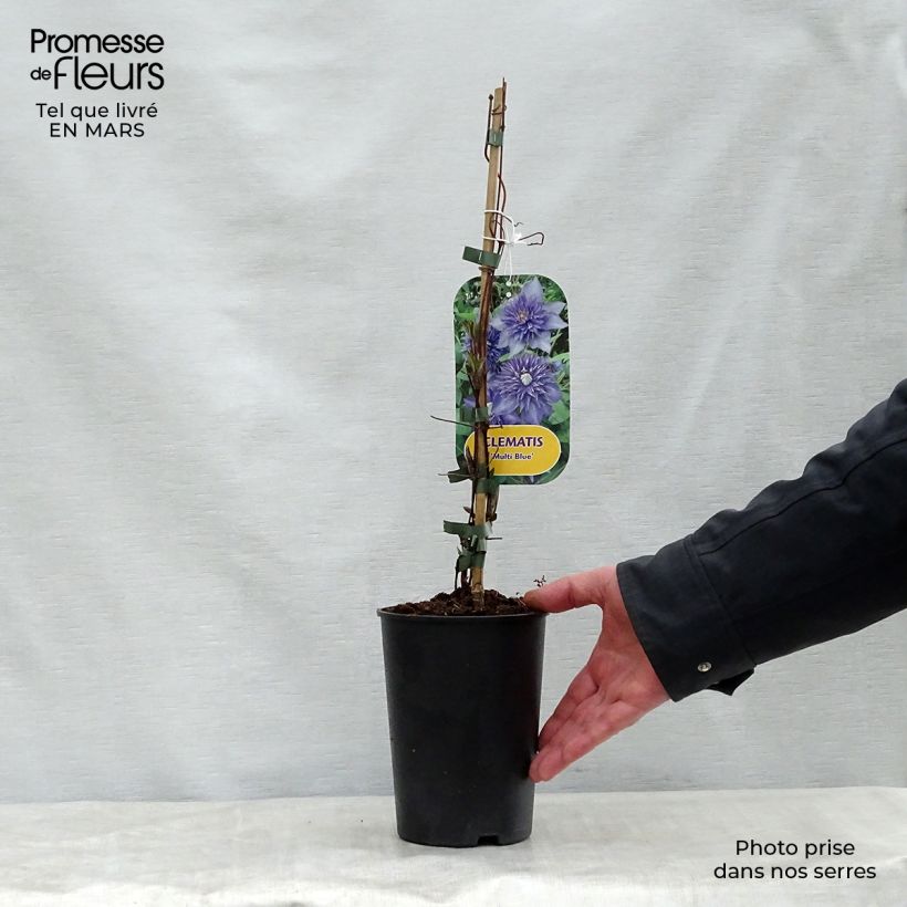 Spécimen de Clématite - Clematis Multi Blue en pot de 2/3L tel que livré au printemps