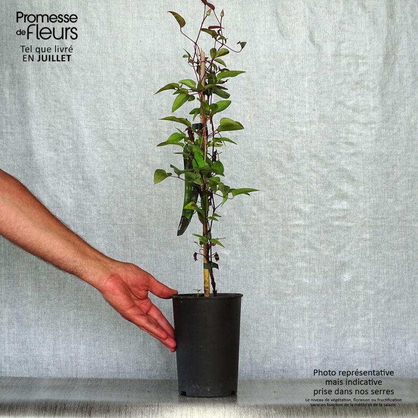 Spécimen de Clématite - Clematis Multi Blue Pot de 2L/3L tel que livré en été