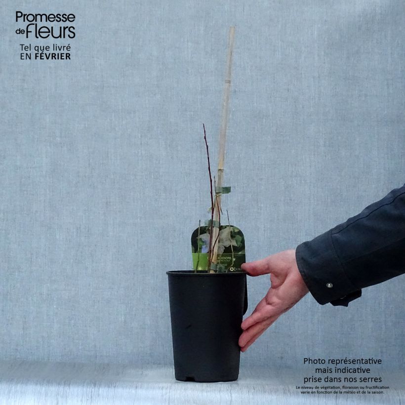 Spécimen de Clématite -Clematis Myosotis tel que livré en hiver