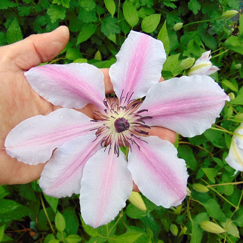 Clématite - Clematis Nelly Moser (Floraison)