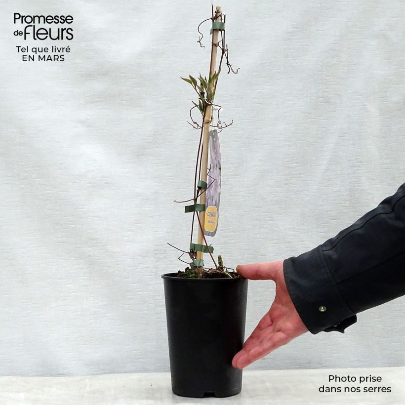 Spécimen de Clématite - Clematis Nelly Moser en pot de 2/3L tel que livré au printemps