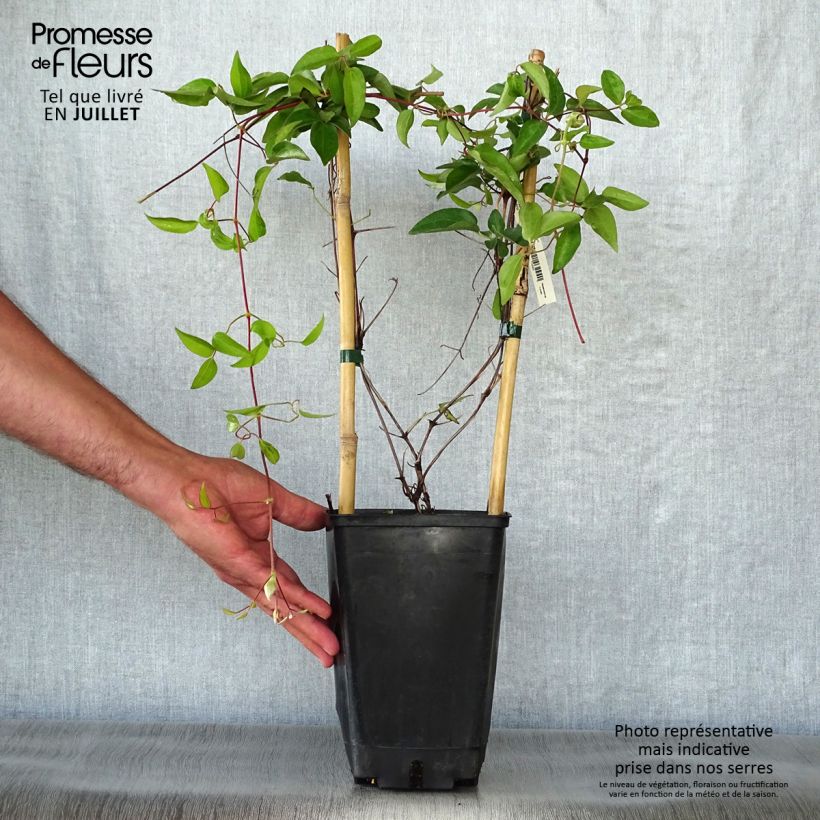Spécimen de Clématite - Clematis Nelly Moser Pot de 2L/3L tel que livré en été