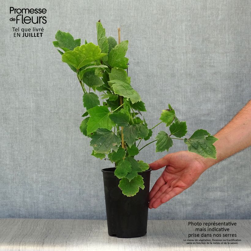 Spécimen de Clématite - Clematis New Love Pot de 2L/3L tel que livré en été