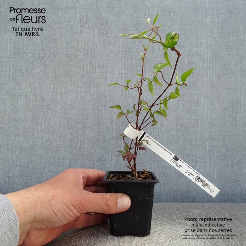 Spécimen de Clématite - Clematis Niobe en godet de 9cm tel que livré au printemps