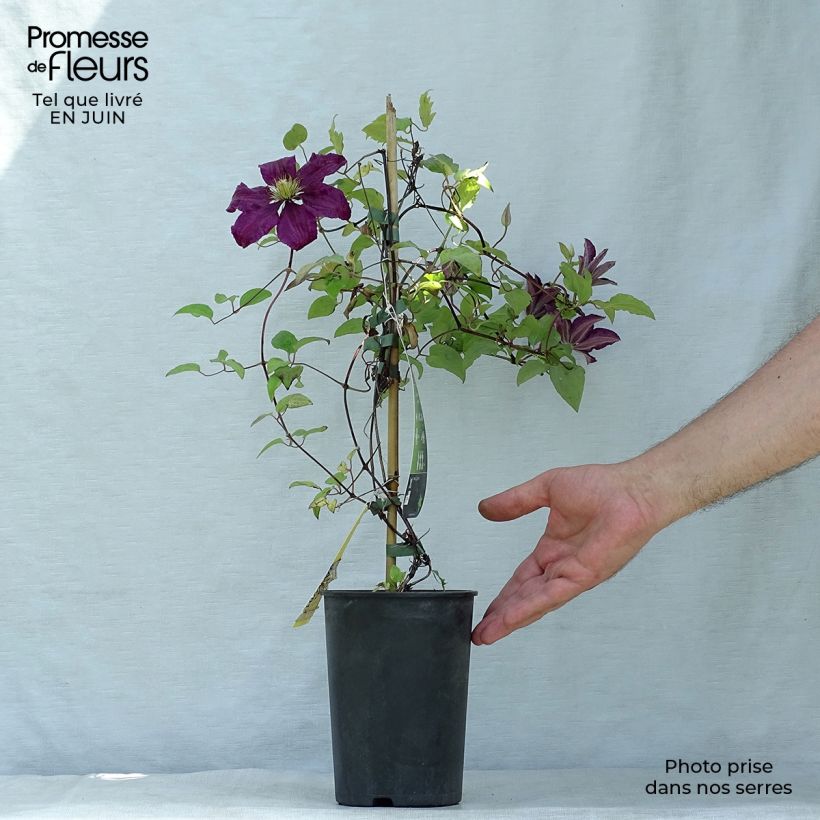 Spécimen de Clématite - Clematis Niobe Pot de 2L/3L tel que livré en été