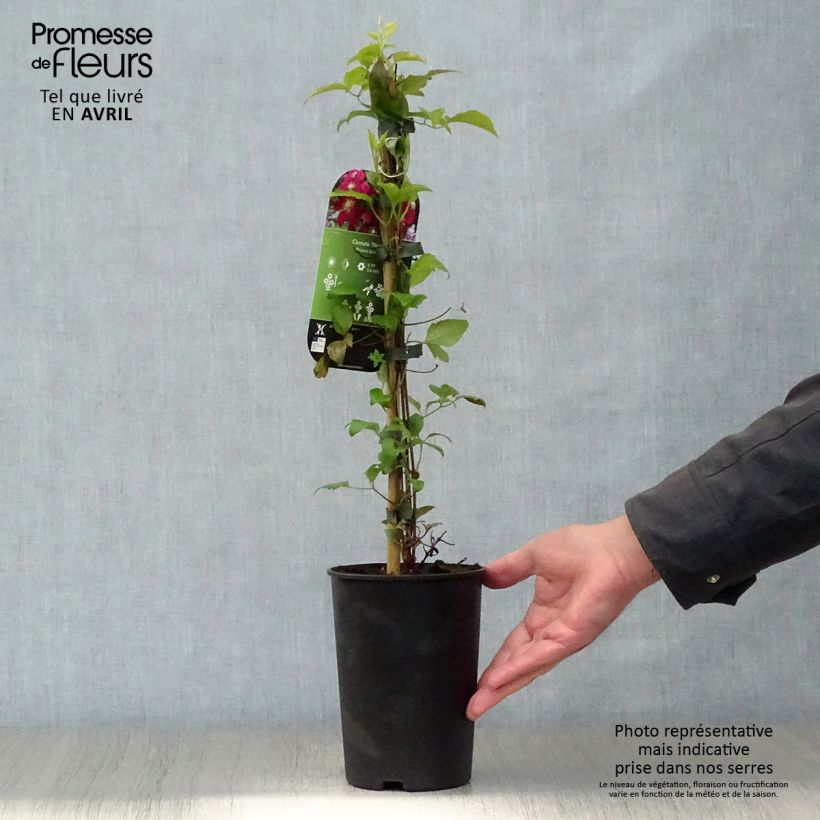 Spécimen de Clématite - Clematis Niobe en pot de 2L tel que livré au printemps