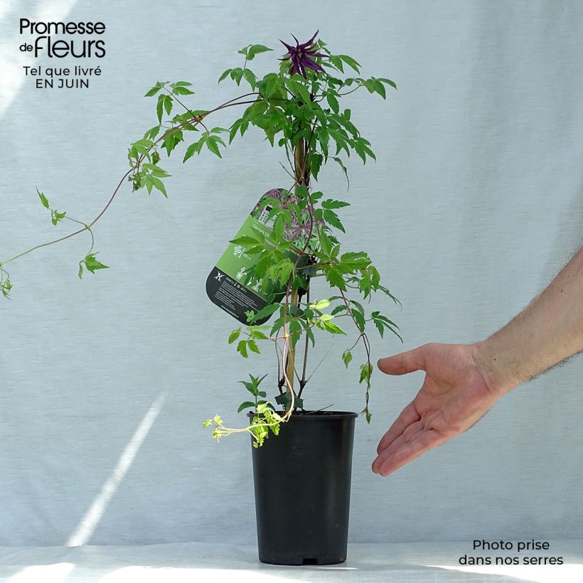 Spécimen de Clématite - Clematis Octopus Pot de 2L/3L tel que livré en été