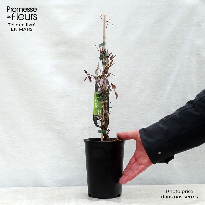 Spécimen de Clématite - Clematis Omoshiro en pot de 2/3L tel que livré au printemps