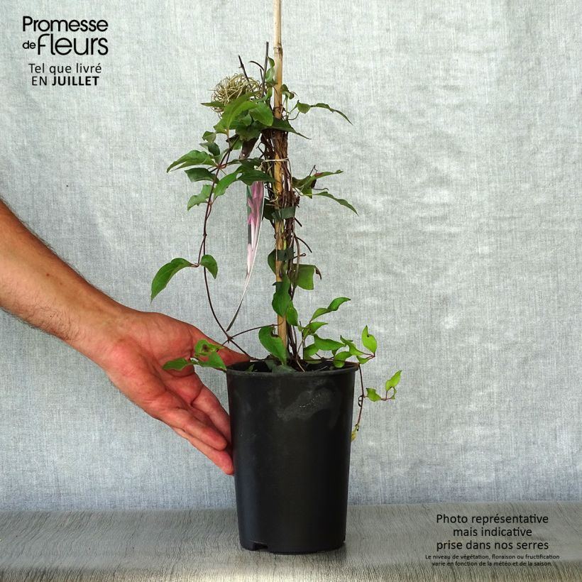 Spécimen de Clématite - Clematis Omoshiro Pot de 2L/3L tel que livré en été