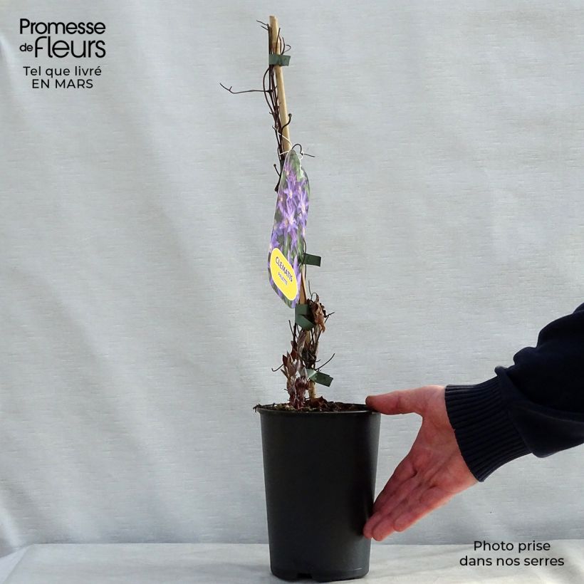 Spécimen de Clématite - Clematis Palette  Pot de 2L/3L tel que livré au printemps