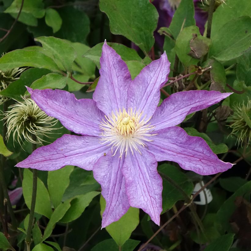 Clématite - Clematis Palette (Floraison)