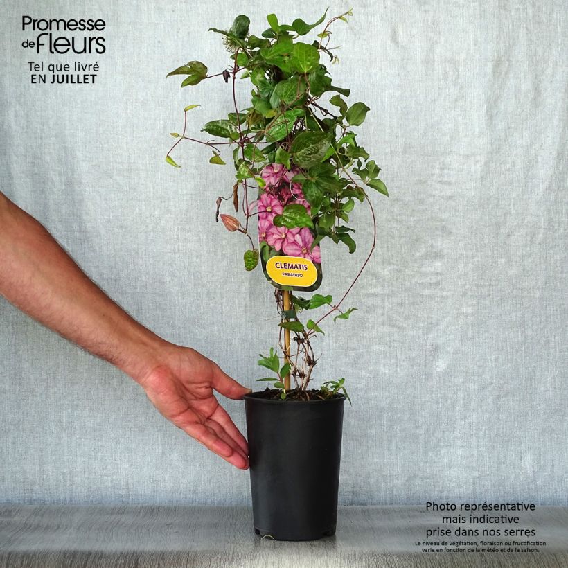 Example of Clematite - Clematis Paradiso as you get in ete