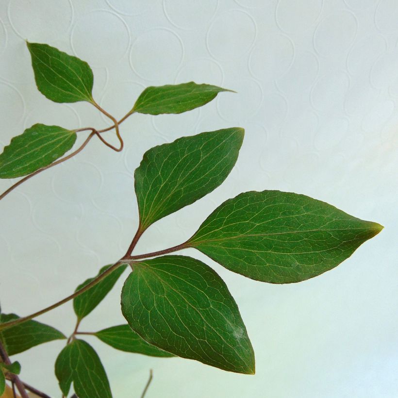 Clématite - Clematis Patricia Ann Fretwell  (Feuillage)