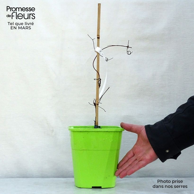 Spécimen de Clématite - Clematis Patricia Ann Fretwell  Pot de 1.5L/2L tel que livré au printemps