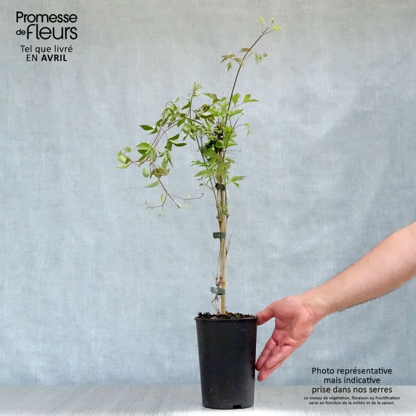 Spécimen de Clématite -Clematis Pernille Pot de 2L/3L tel que livré au printemps