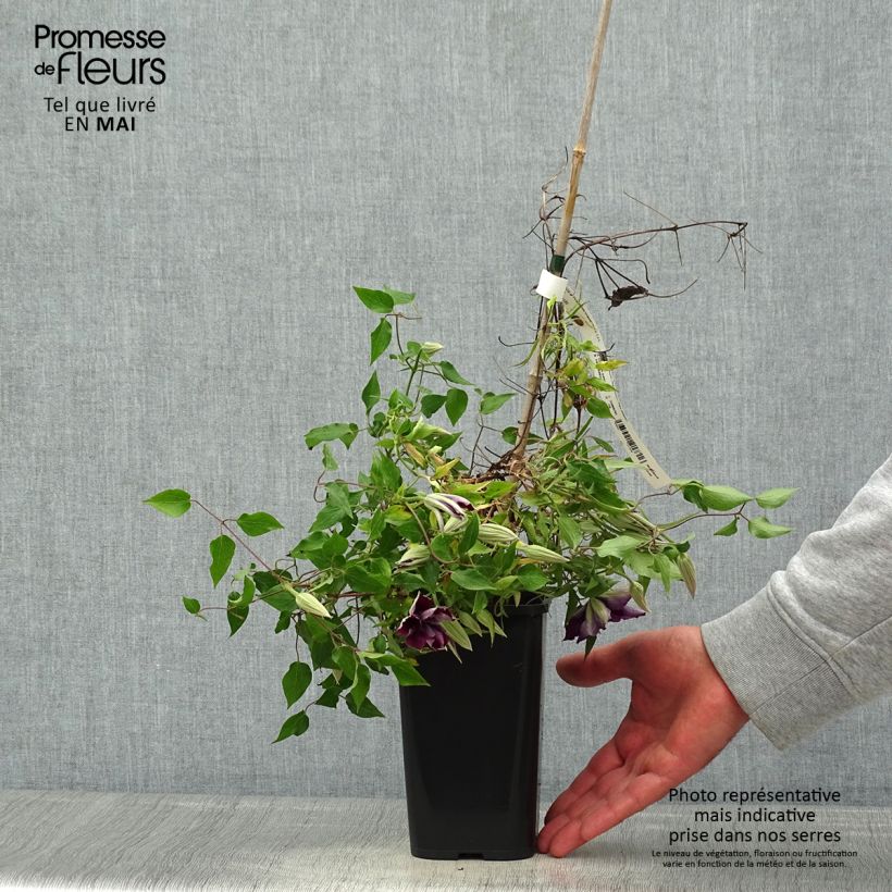 Spécimen de Clématite - Clematis Picardy Pot de 1,5/2L. tel que livré au printemps
