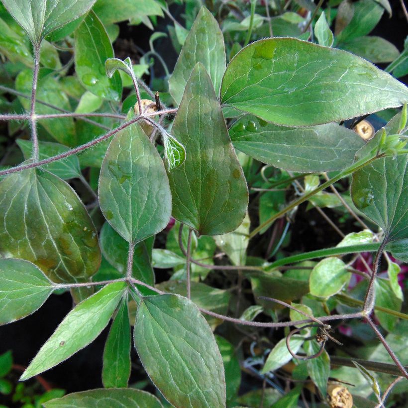 Clématite - Clematis Picotee (Feuillage)