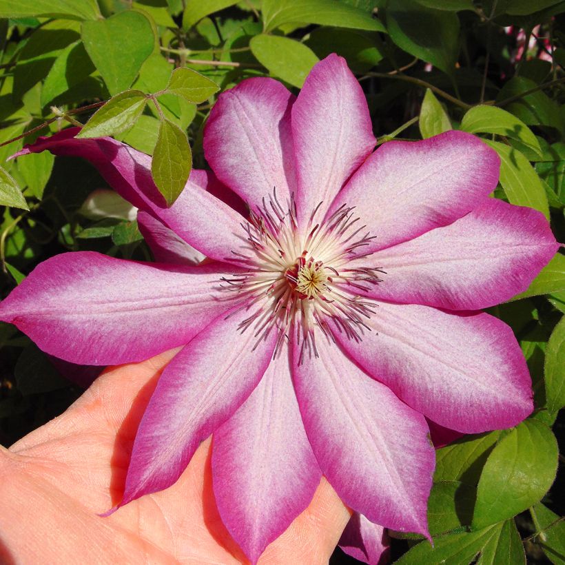 Clématite - Clematis Picotee (Floraison)