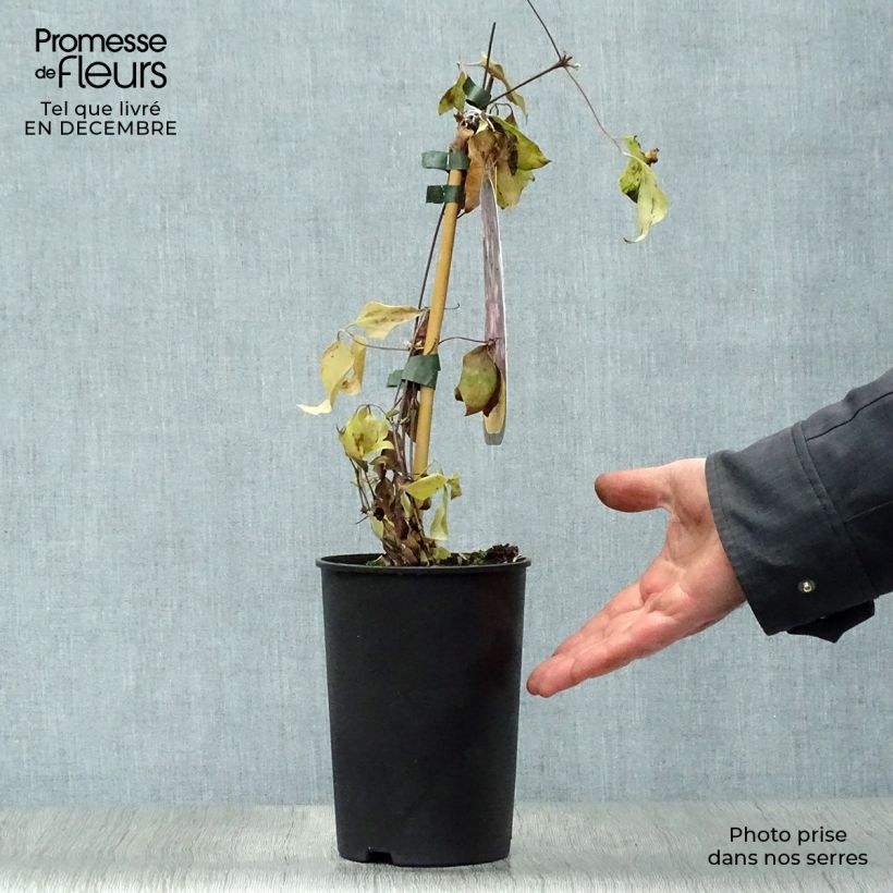Spécimen de Clématite - Clematis Picotee tel que livré en hiver