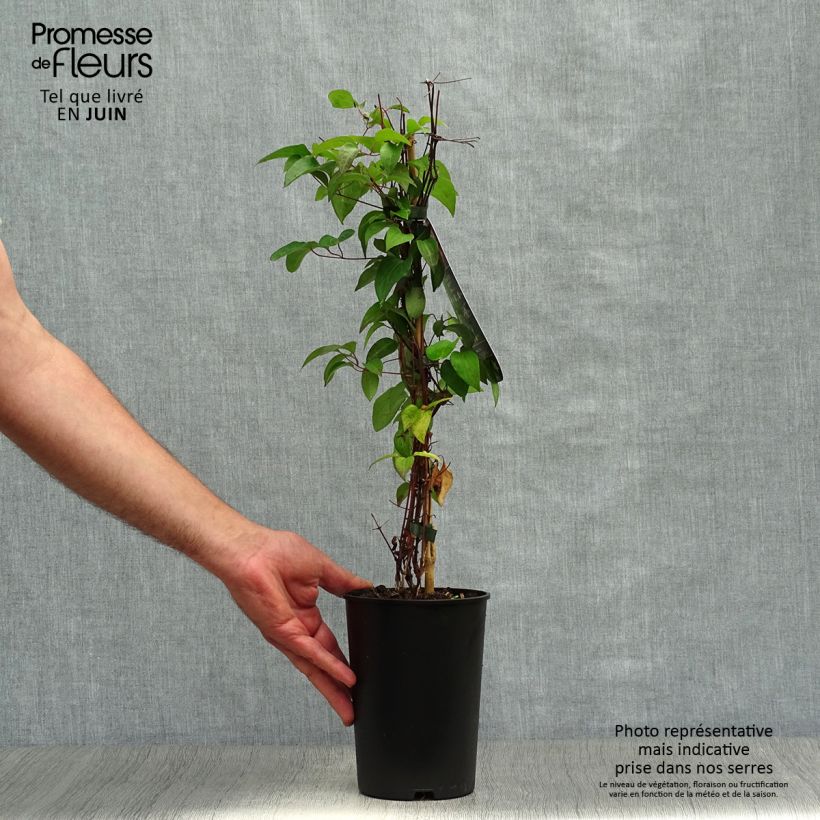 Spécimen de Clématite - Clematis Picotee Pot de 2L/3L tel que livré en été