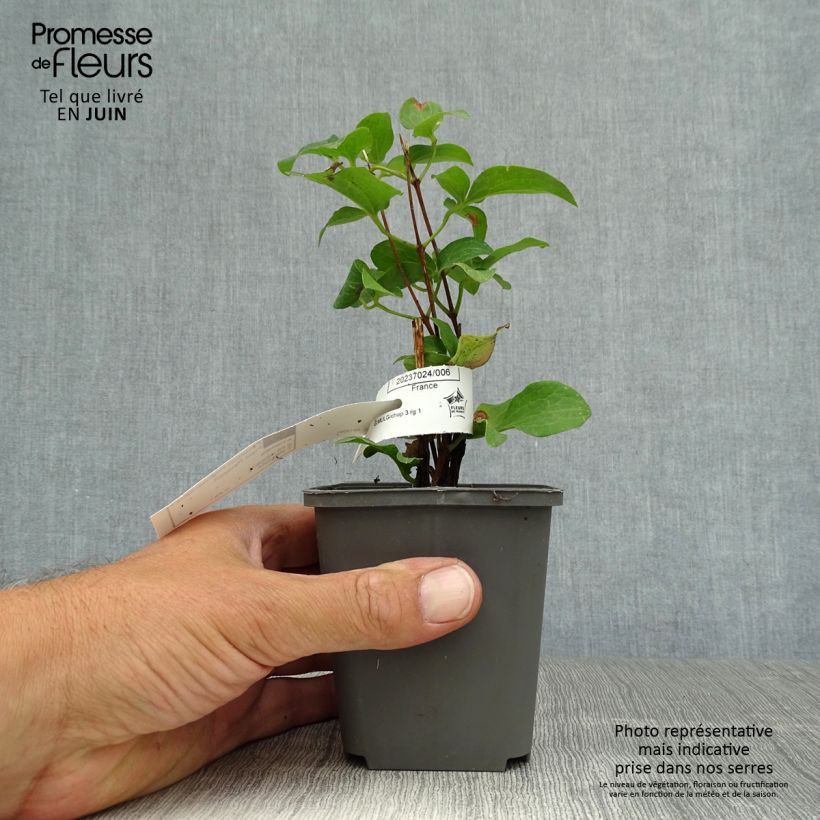Spécimen de Clématite - Clematis Piilu Godet de 8/9 cm tel que livré en été