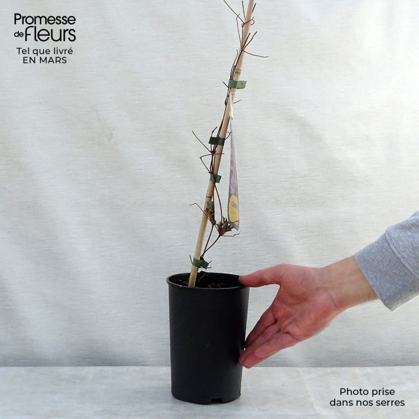 Spécimen de Clématite - Clematis Piilu en pot de 2/3L tel que livré au printemps