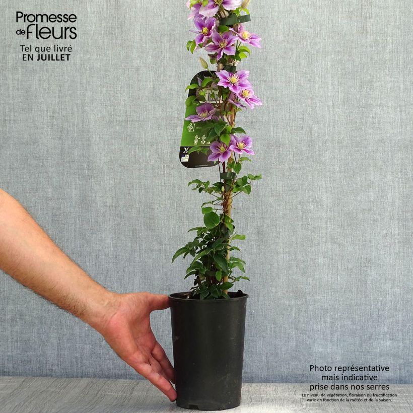 Spécimen de Clématite - Clematis Piilu Pot de 2L/3L tel que livré en été