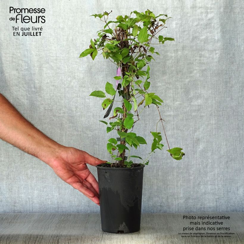 Spécimen de Clématite - Clematis Proteus Pot de 2L/3L tel que livré en été
