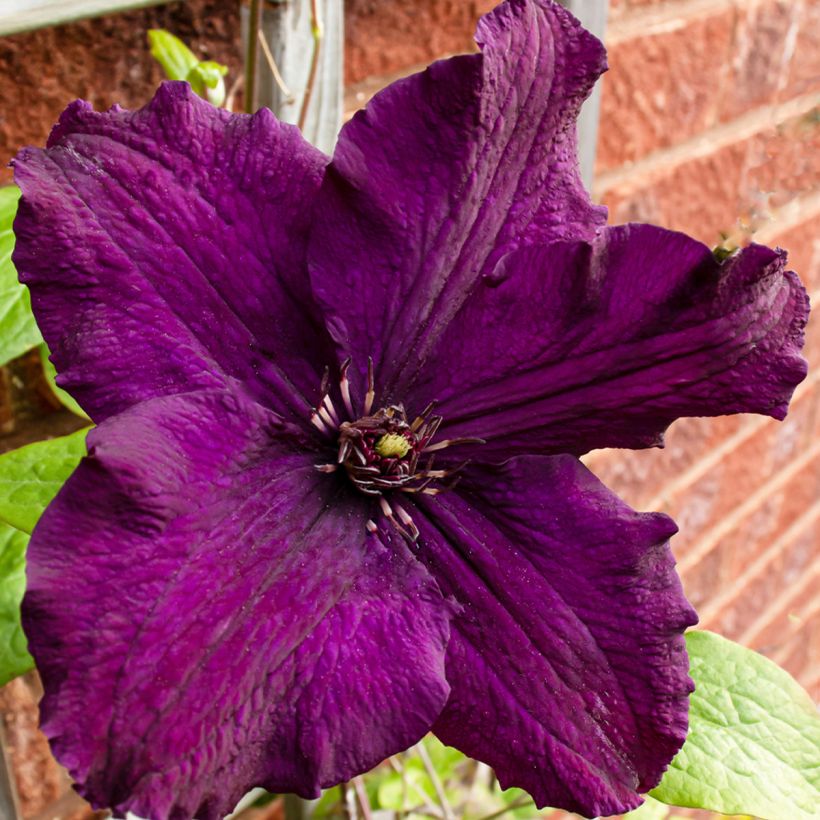 Clématite - Clematis Rasputin (Floraison)