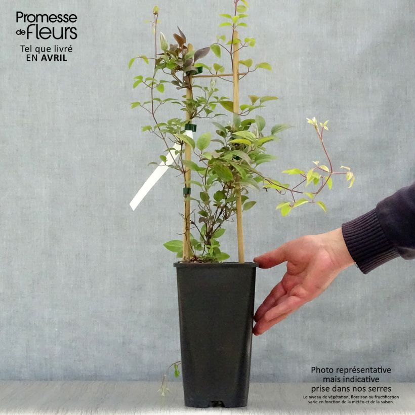 Spécimen de Clematite - Clematis Rebecca Pot de 2L/3L tel que livré au printemps