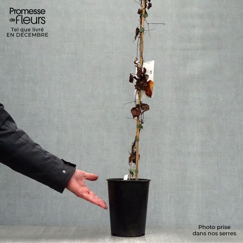 Spécimen de Clématite - Clematis Red Passion tel que livré en hiver