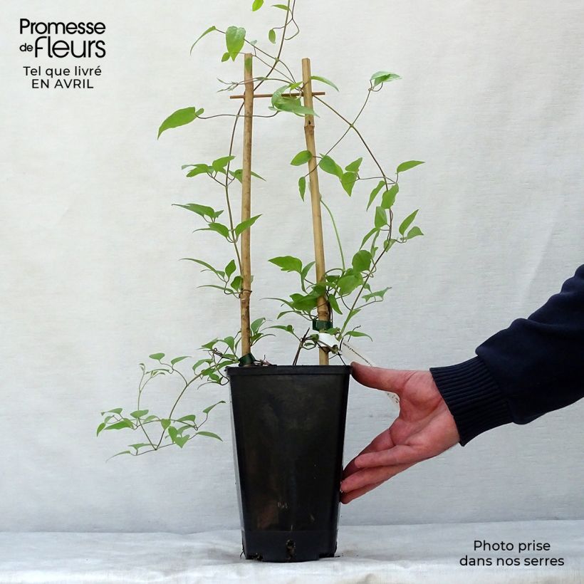 Spécimen de Clématite - Clematis Red Passion Pot de 2L/3L tel que livré au printemps