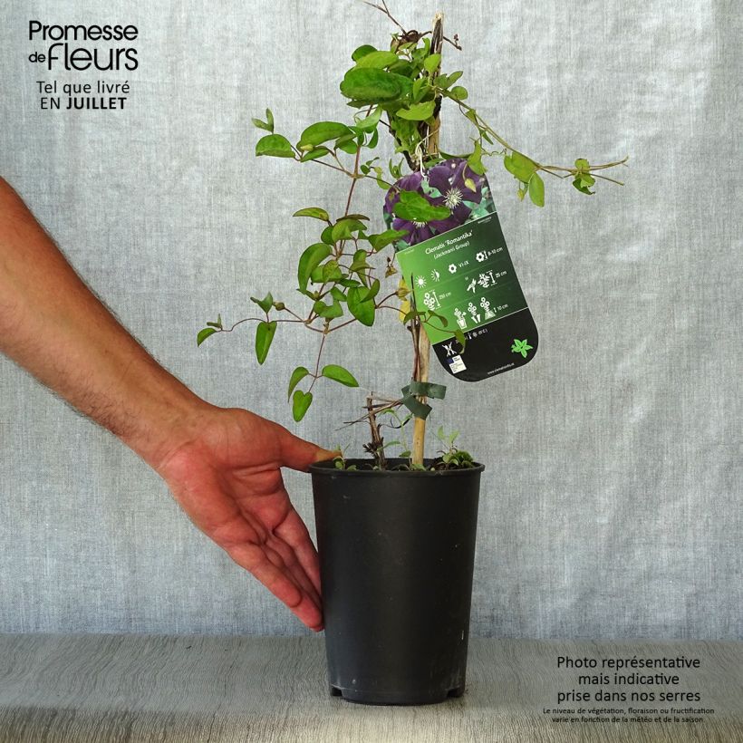 Spécimen de Clématite - Clematis Romantika Pot de 2L/3L tel que livré en été