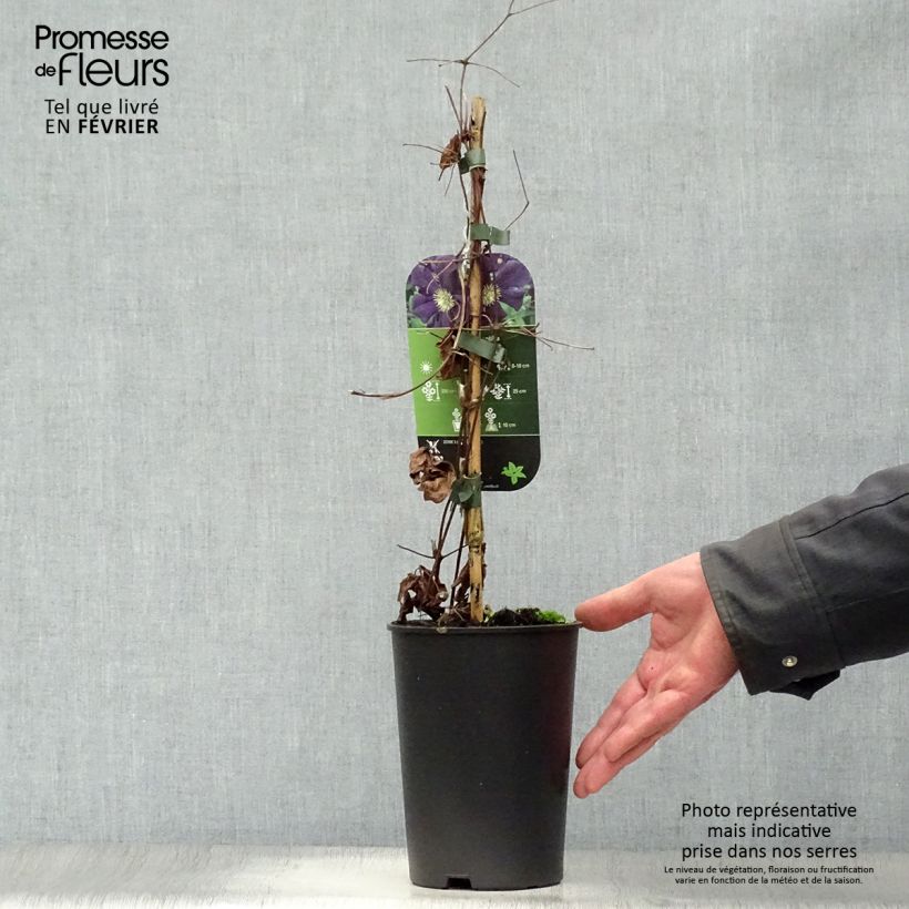 Spécimen de Clématite - Clematis Romantika tel que livré en hiver