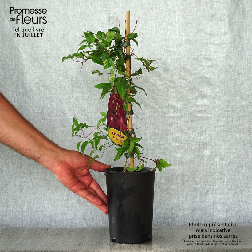 Spécimen de Clématite - Clematis Rouge Cardinal  Pot de 2L/3L tel que livré en été