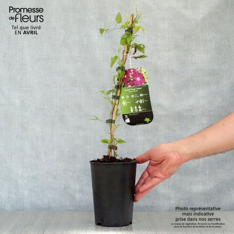 Spécimen de Clématite - Clematis Rouge Cardinal en pot de 2/3L tel que livré au printemps