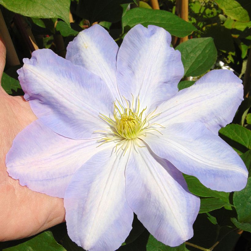 Clématite - Clematis SUCCESS Lavender (Floraison)