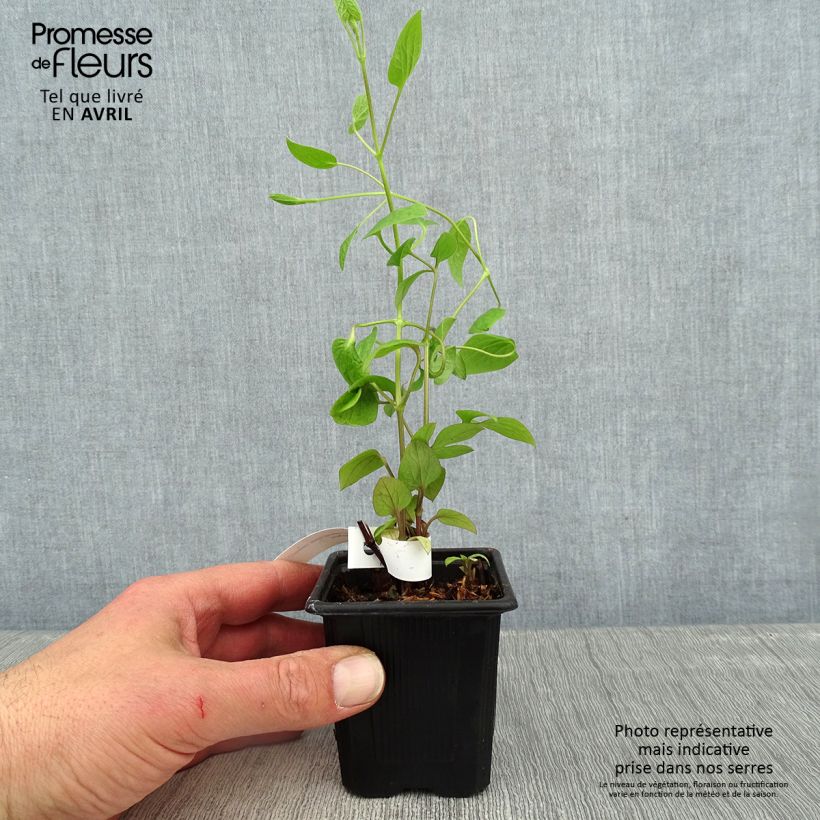 Spécimen de Clématite - Clematis Saphyra Estrella - Godet de 8 cm tel que livré au printemps