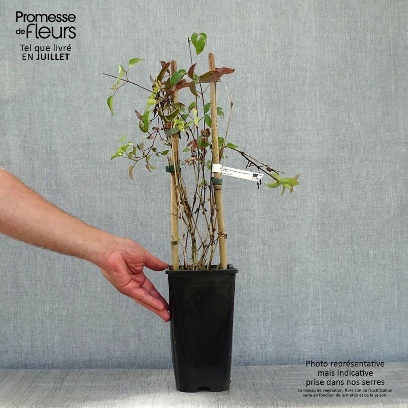 Spécimen de Clématite - Clematis Saphyra Indigo Pot de 2L/3L tel que livré en été
