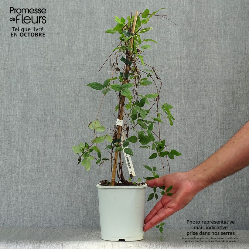 Spécimen de Clématite - Clematis Sen no Kaze tel que livré en automne