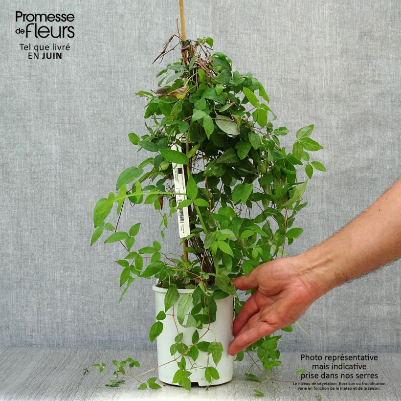 Spécimen de Clématite - Clematis Sen no Kaze Pot de 2L/3L tel que livré en été