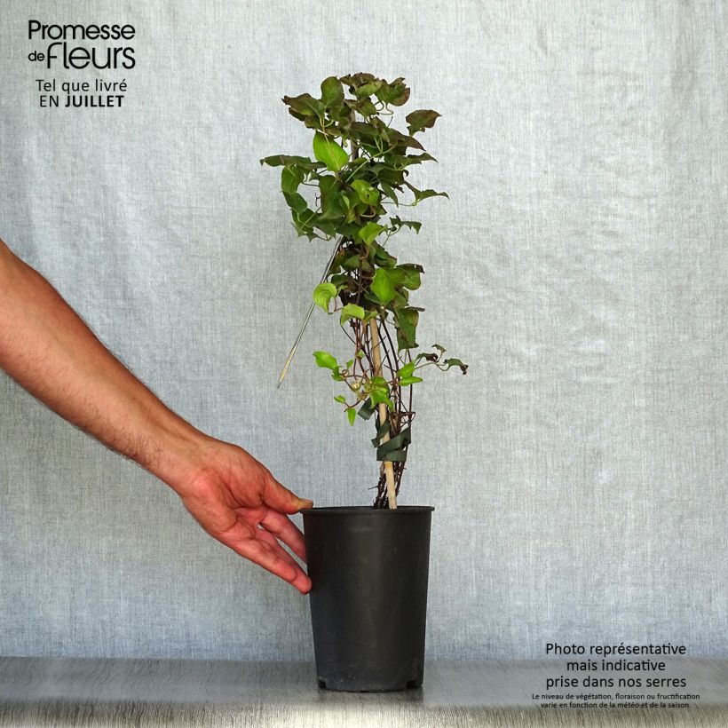 Spécimen de Clématite - Clematis Shin-Shigyoku Pot de 2L/3L tel que livré en été