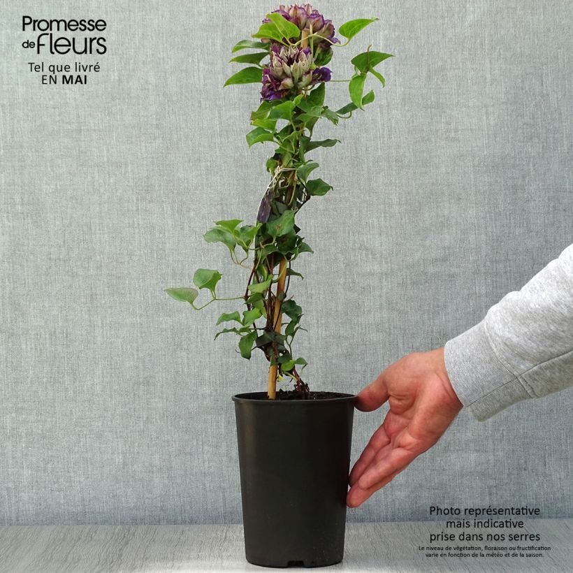 Spécimen de Clématite - Clematis Shin-Shigyoku Pot de 2L/3L tel que livré au printemps
