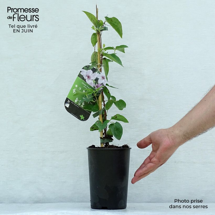 Spécimen de Clématite - Clematis Snow Queen Pot de 2L/3L tel que livré en été