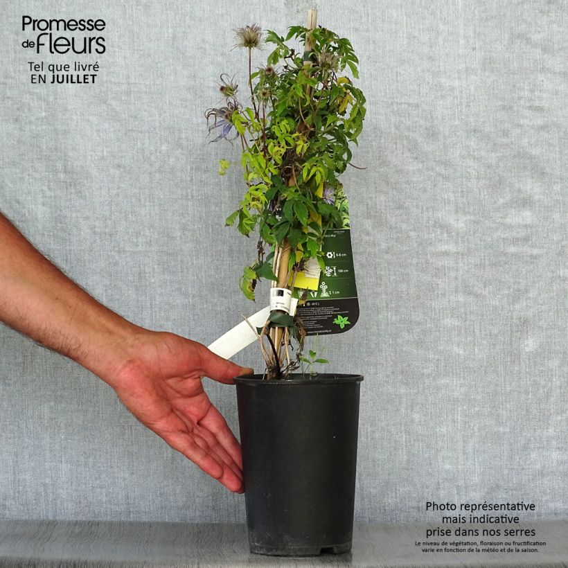 Spécimen de Clématite - Clematis Spiky Pot de 2L/3L tel que livré en été