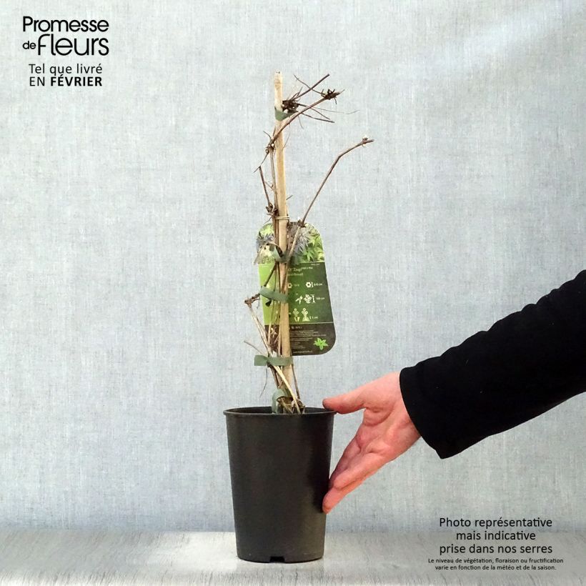 Spécimen de Clématite - Clematis Spiky tel que livré en hiver