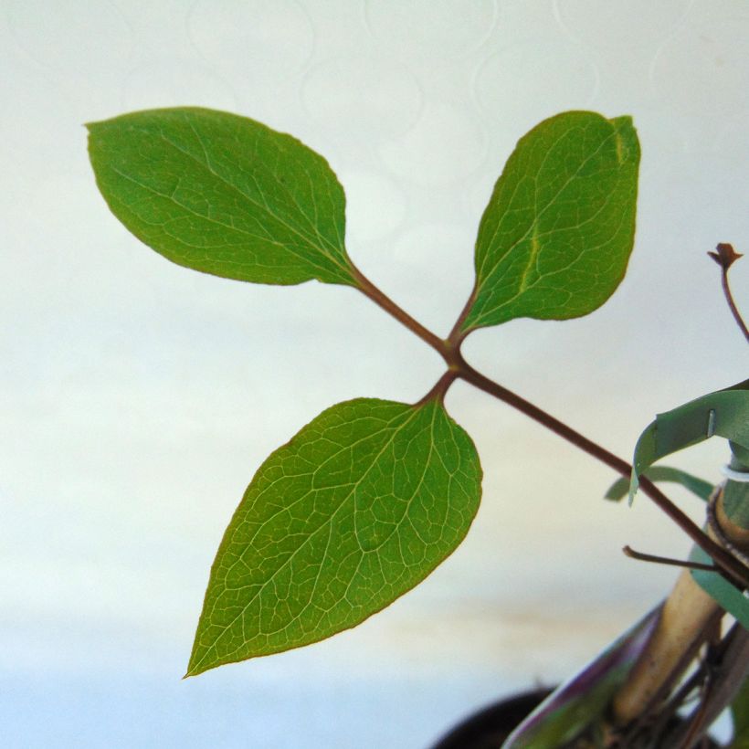 Clématite - Clematis Star of India (Feuillage)