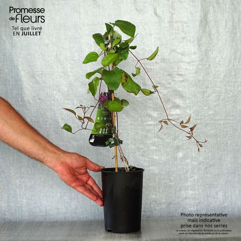 Spécimen de Clématite - Clematis Star of India Pot de 2L/3L tel que livré en été