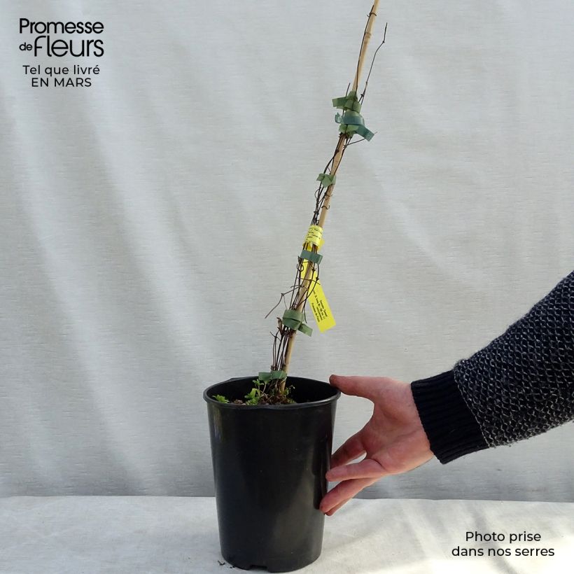 Spécimen de Clématite - Clematis Sunset en pot de 2l/3l tel que livré au printemps